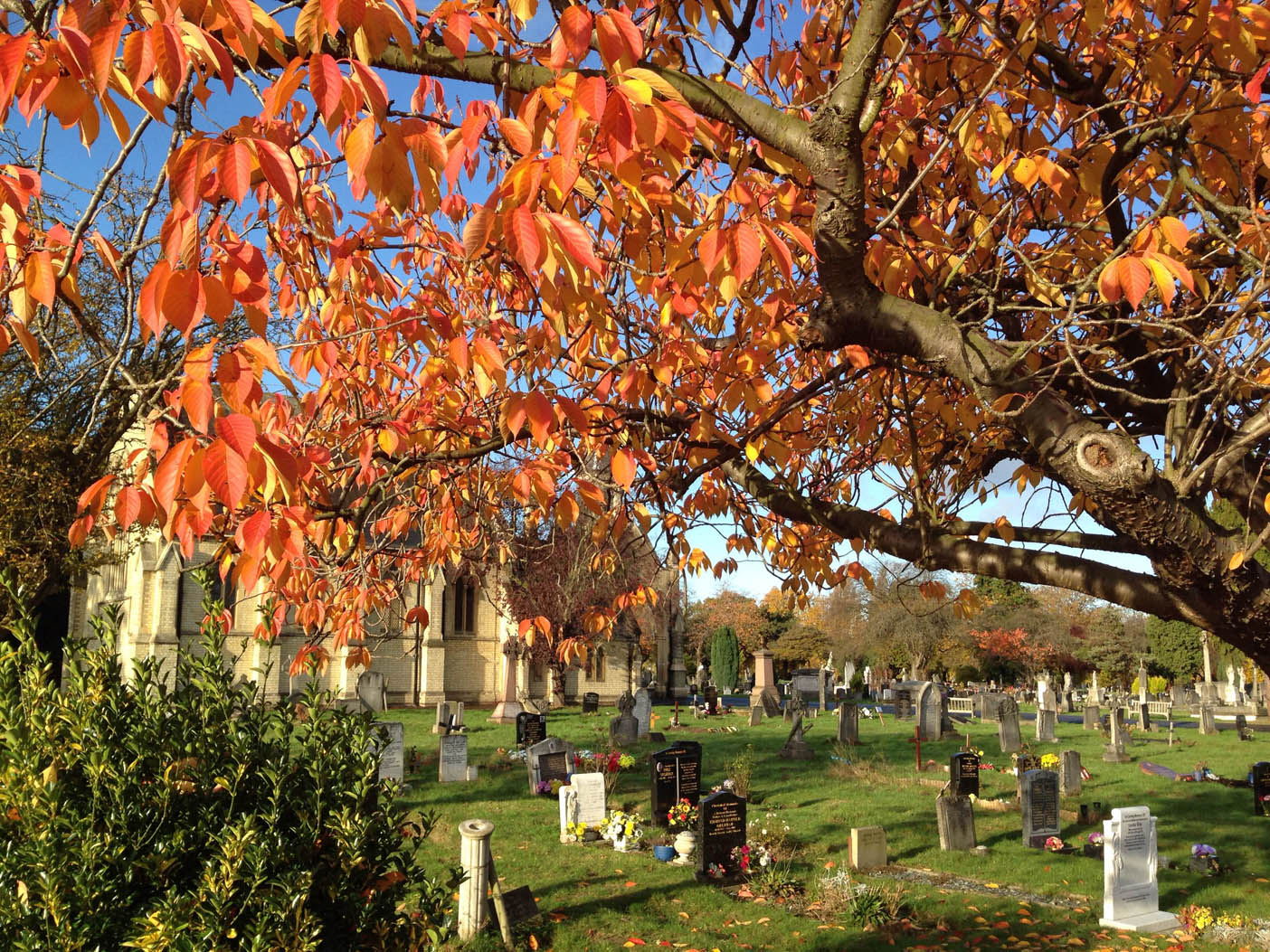 red-leaves
