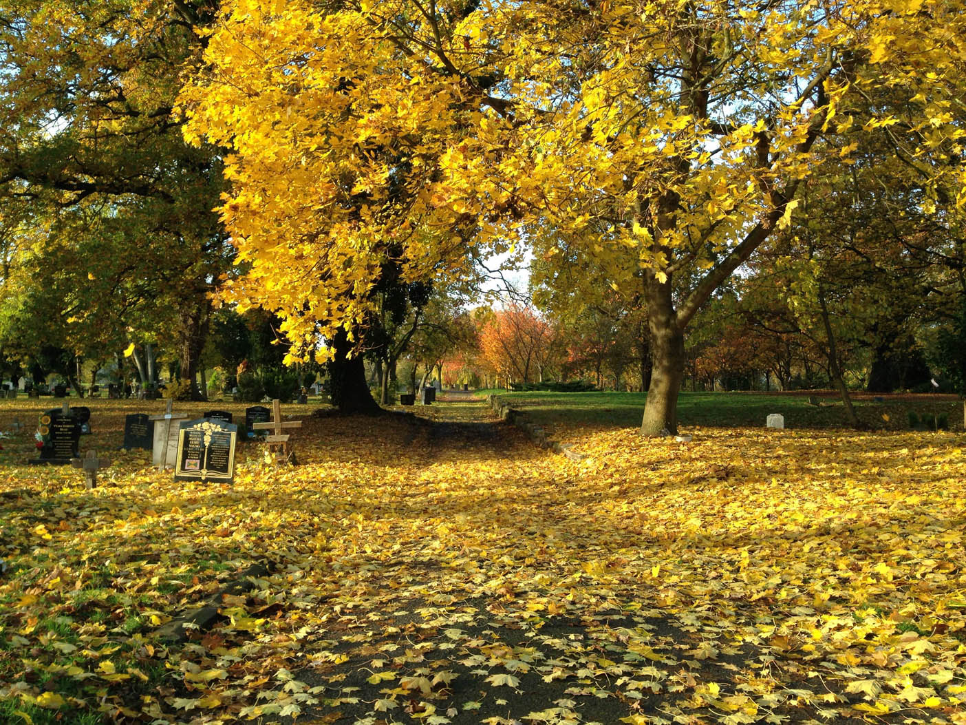 yellow-leaves