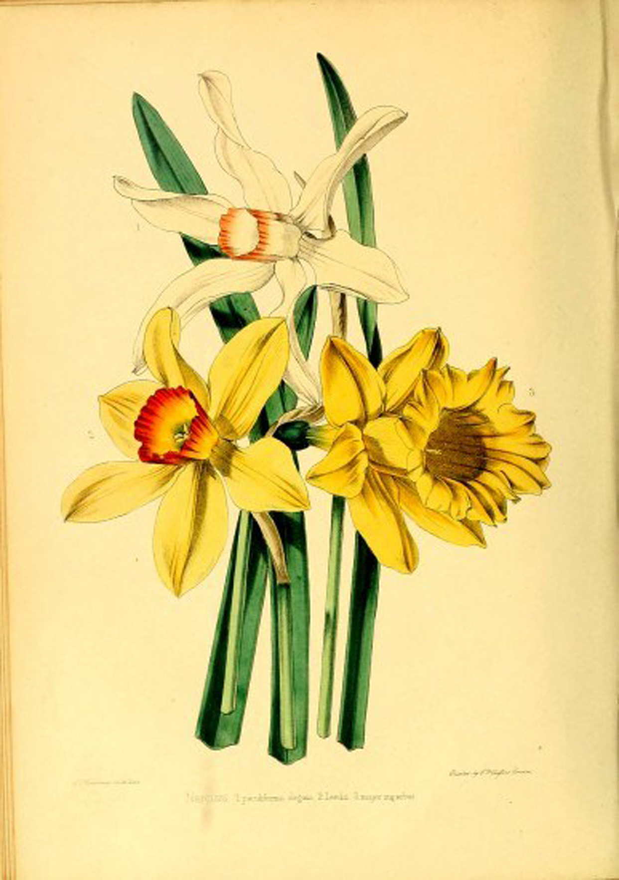 daffoldil-botanical-1000px-2-387x550