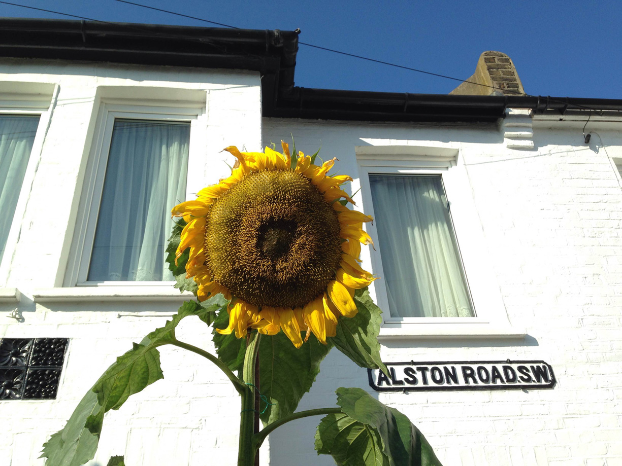 sunflower2