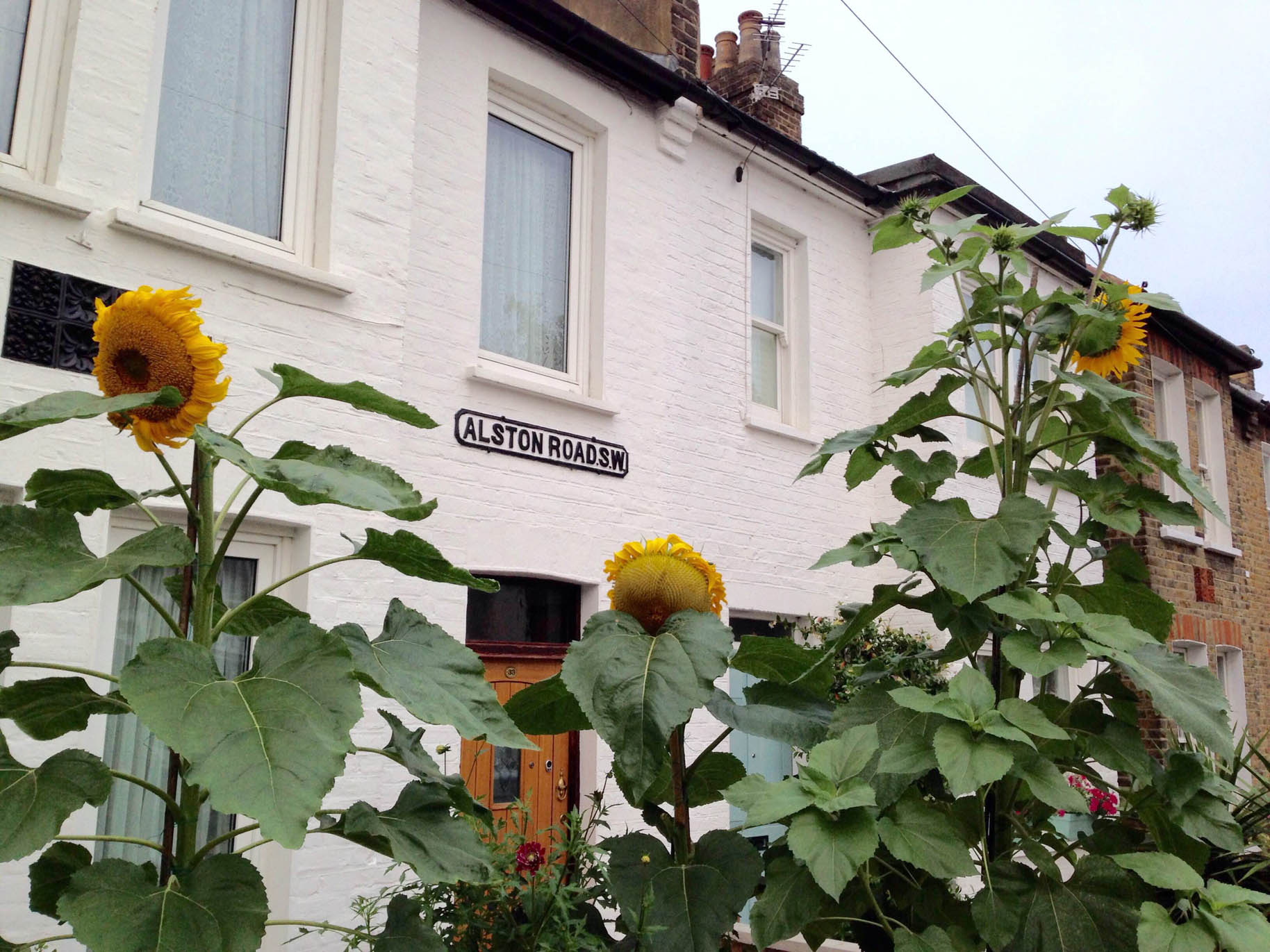 sunflower1