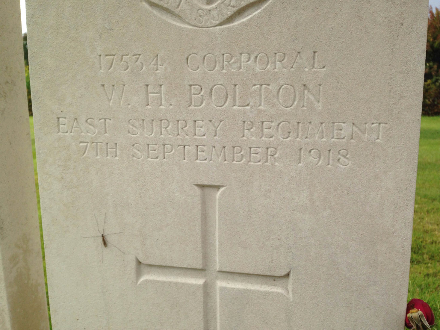 boltonspider