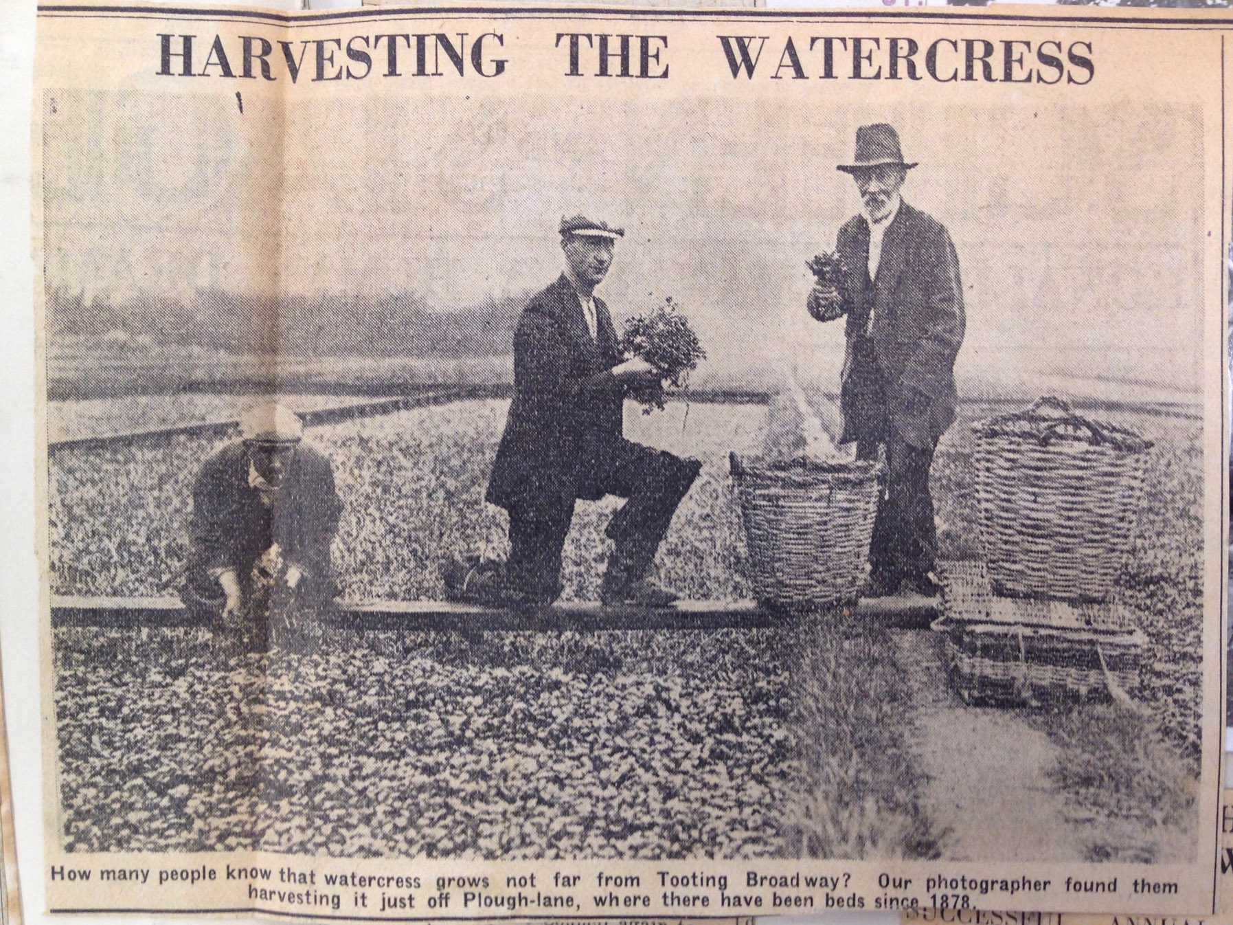 harvesting