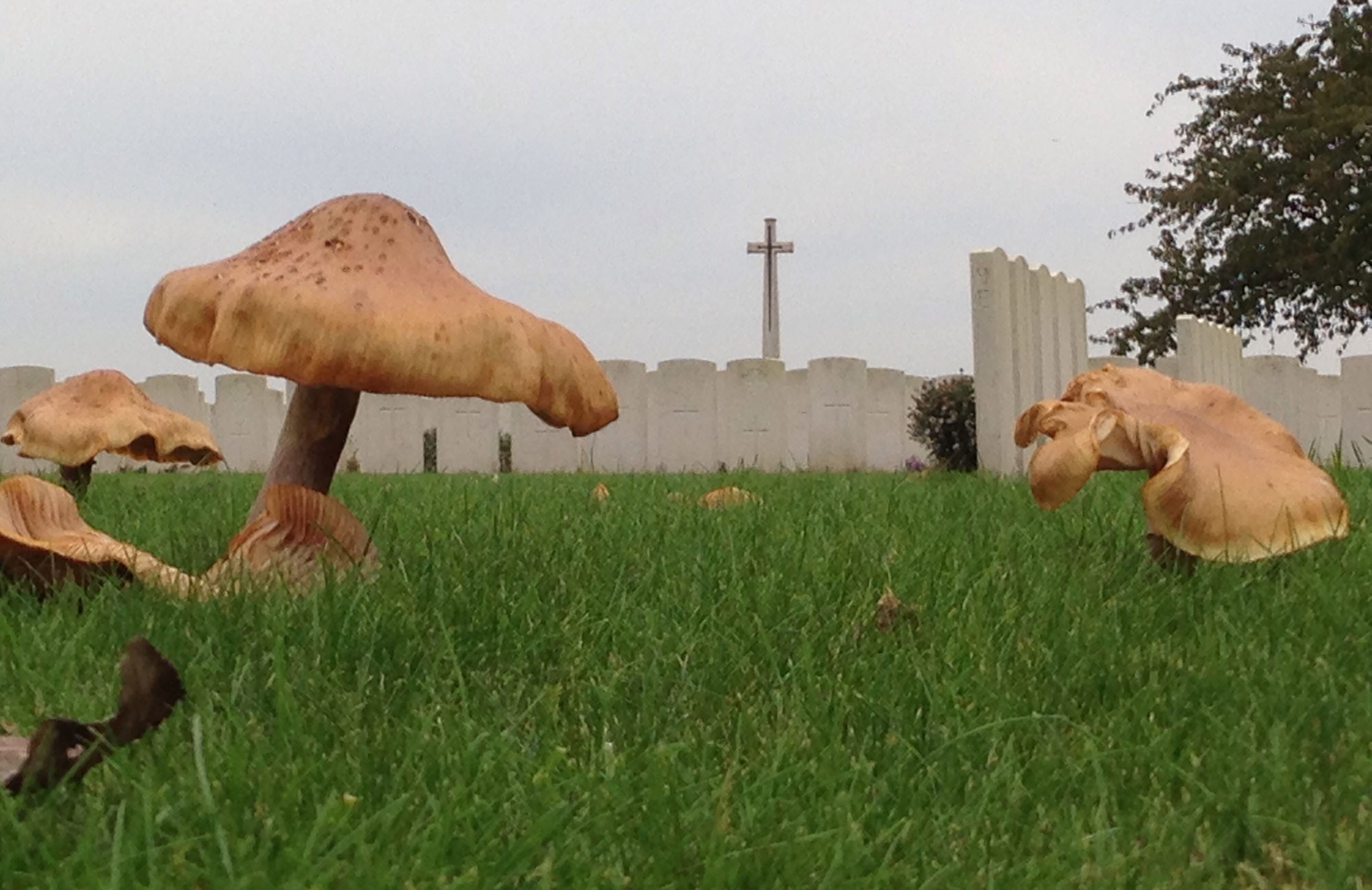 mushroom
