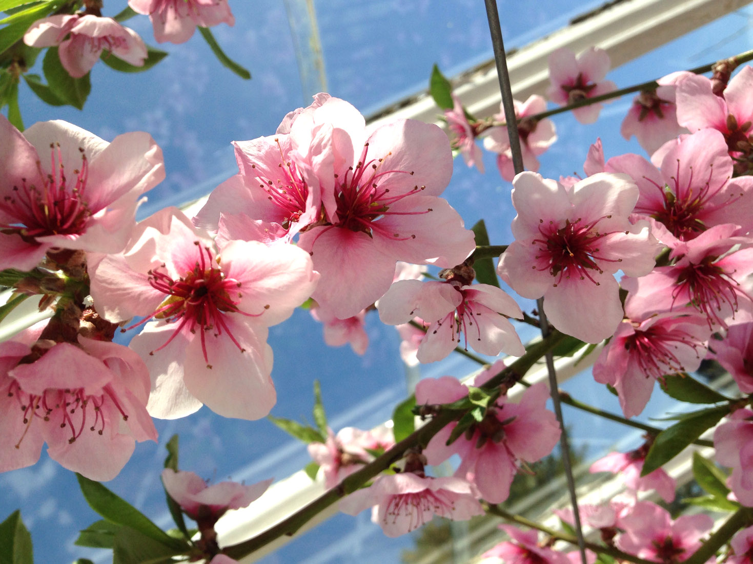 pinkgreenhouse
