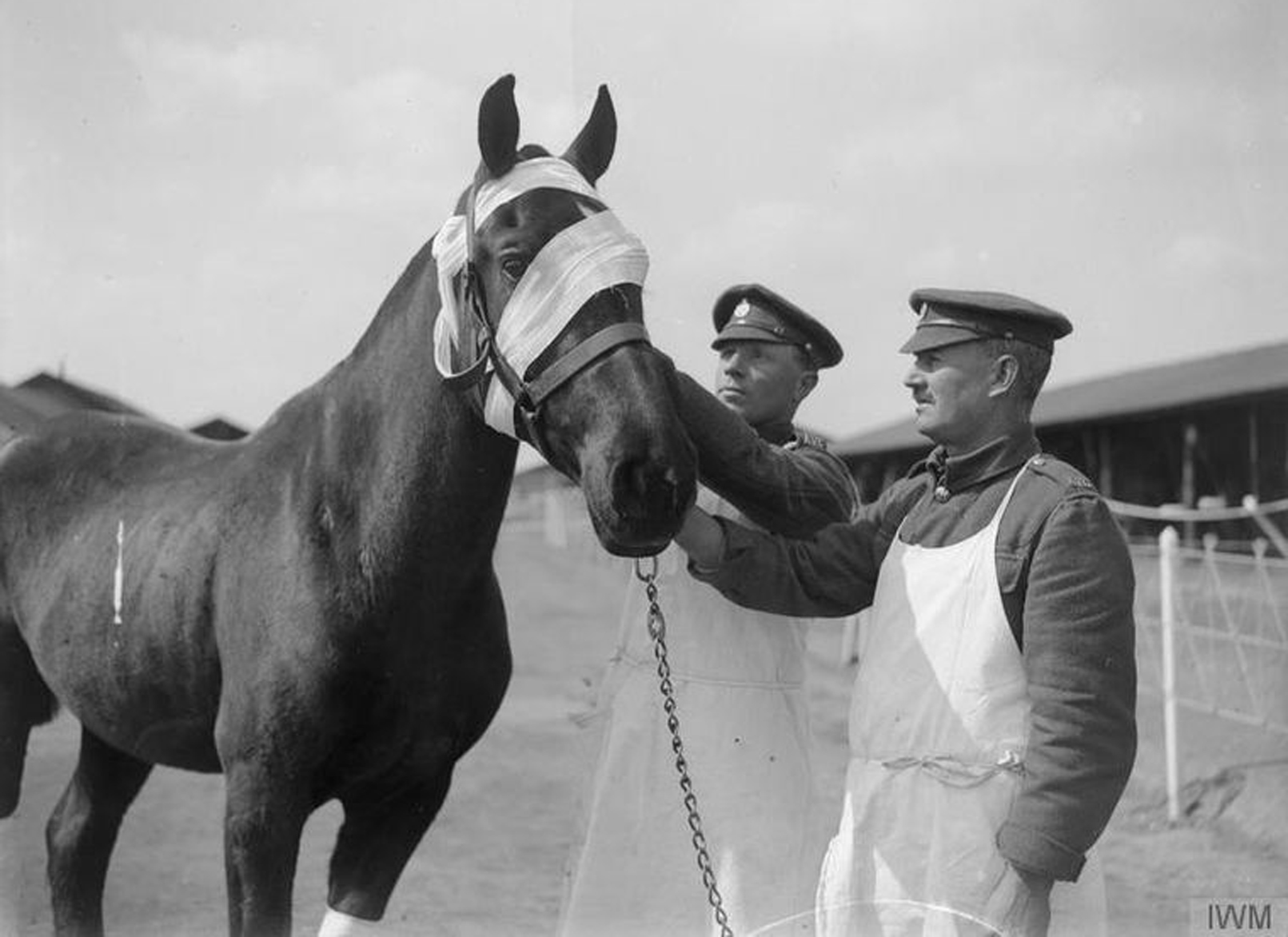 sickhorse
