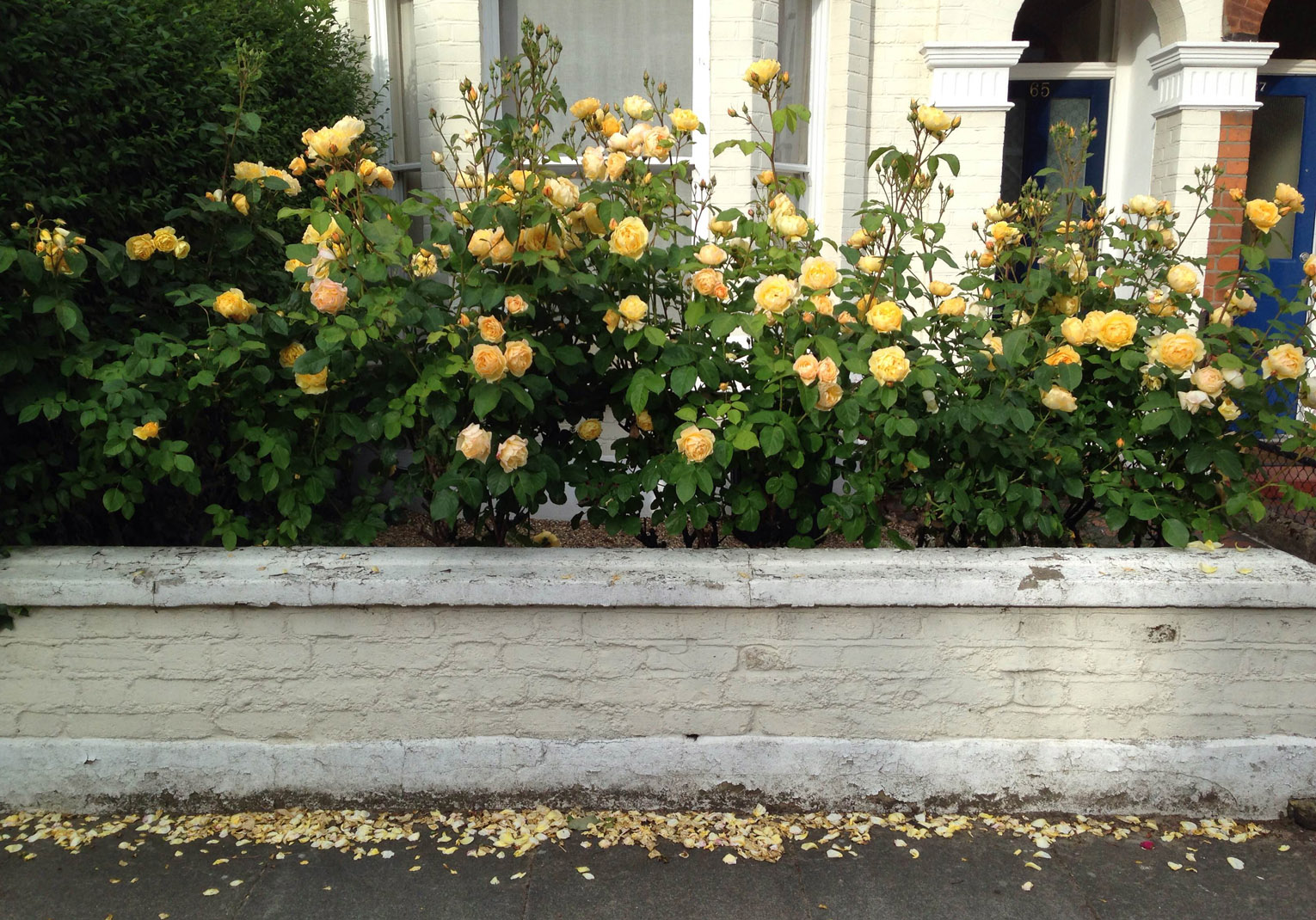roses