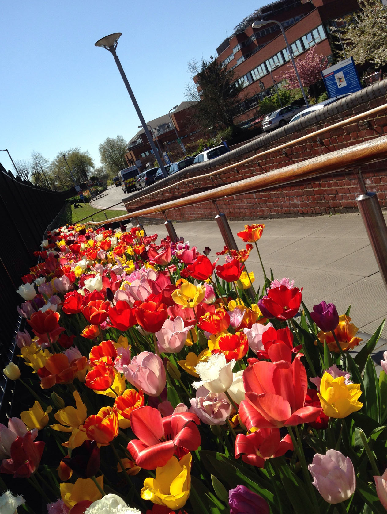 tulips2