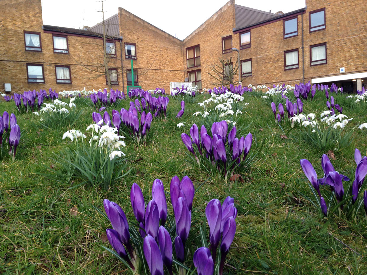 CROCUS